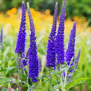 Przetacznik długolistny Marietta Veronica longifolia