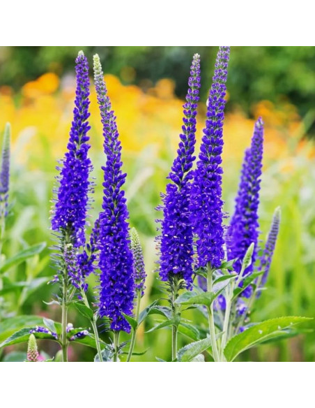 Przetacznik długolistny Marietta Veronica longifolia