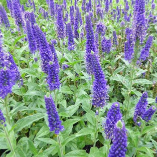 Przetacznik długolistny Marietta Veronica longifolia 2