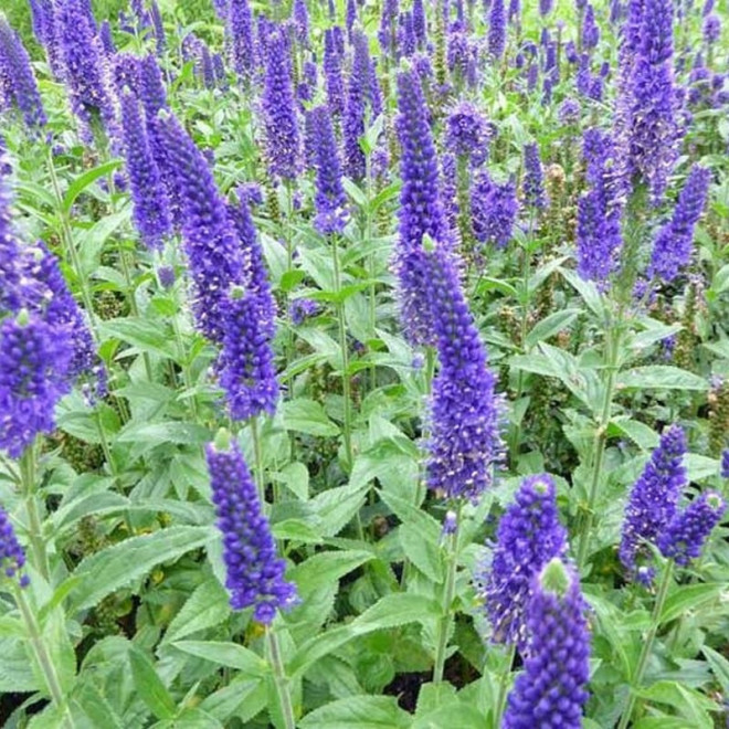 Marietta Przetacznik długolistny Veronica longifolia