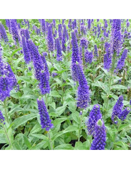 Marietta Przetacznik długolistny Veronica longifolia