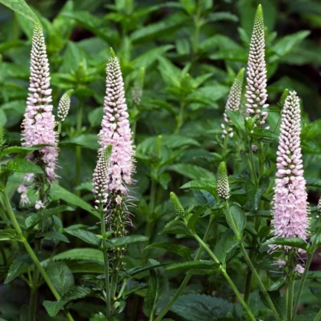 Przetacznik kłosowy First Choice Veronica spicata