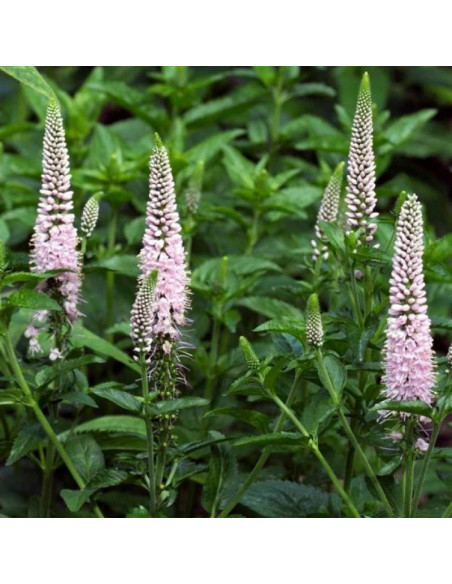 Przetacznik kłosowy First Choice Veronica spicata