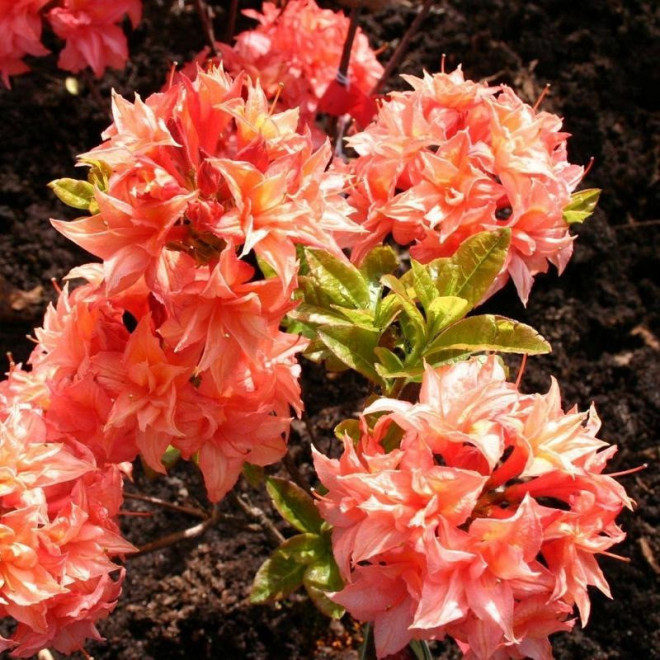 Azalia wielkokwiatowa Arista Rhododendron (Knaphill)