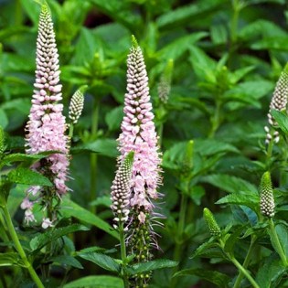 Przetacznik kłosowy First Choice Veronica spicata 2