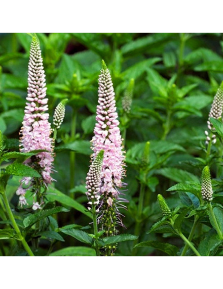 First Choice Przetacznik kłosowy Veronica spicata