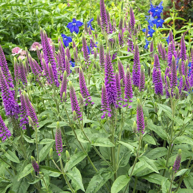 Przetacznik kłosowy First Match Veronica spicata