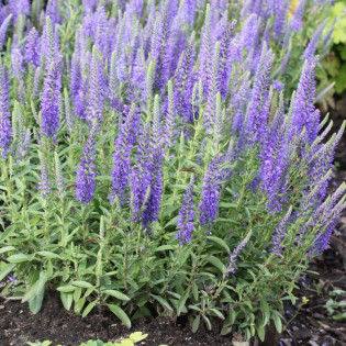 Przetacznik kłosowy Nana Blauteppich Veronica spicata