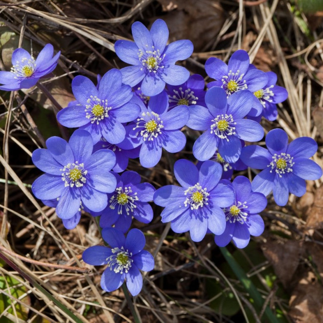 Przylaszczka pospolita Hepatica nobilis