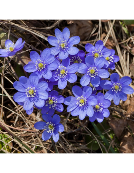 Przylaszczka pospolita Hepatica nobilis