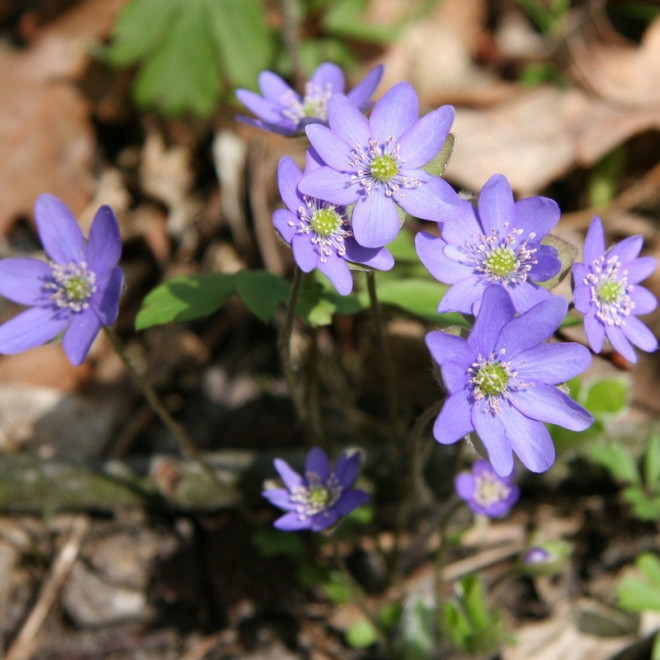 Hepatica nobilis Przylaszczka pospolita