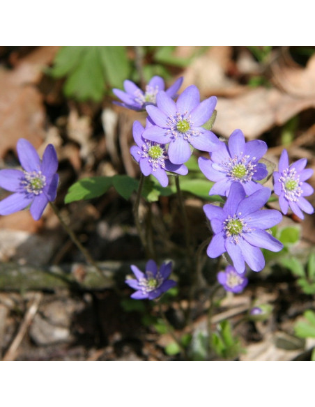 Hepatica nobilis Przylaszczka pospolita