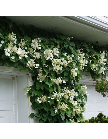 Przywarka japońska Moonlight Schizophragma hydrangeoides