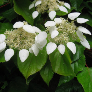 Przywarka japońska Moonlight Schizophragma hydrangeoides 2