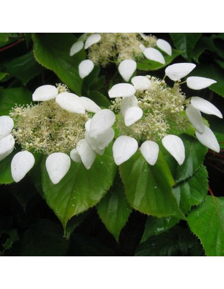 Moonlight Przywarka japońska Schizophragma hydrangeoides