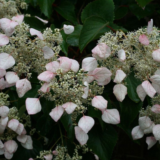 Przywarka japońska Schizophragma hydrangeoides