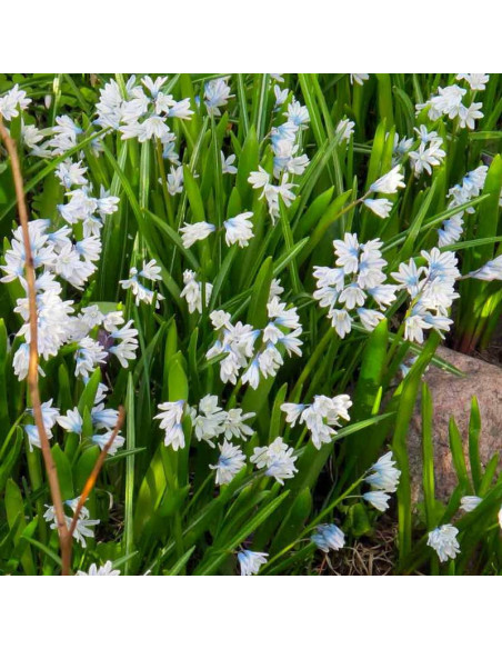 Puszkinia cebulicowata Puschkinia scilloides