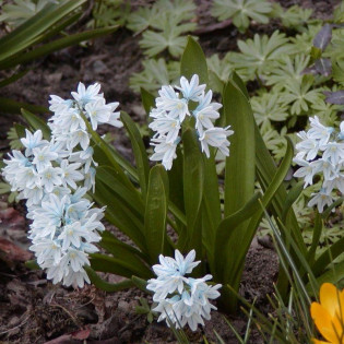 Puszkinia cebulicowata Puschkinia scilloides 2