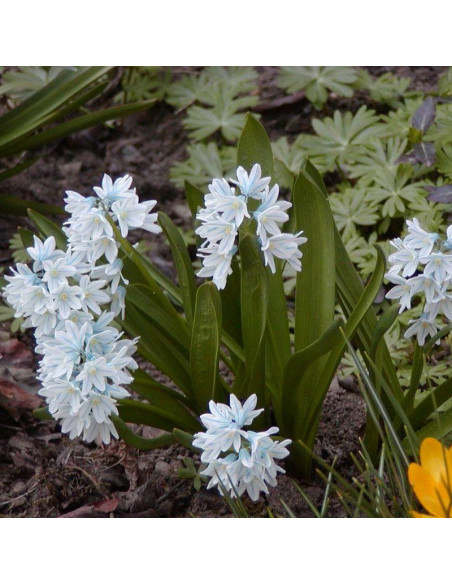 Puschkinia scilloides Puszkinia cebulicowata