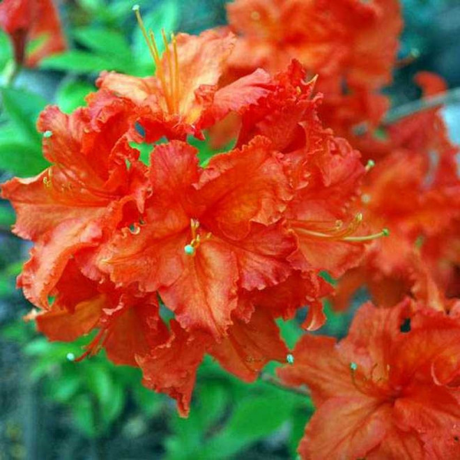 Azalia wielkokwiatowa Balzac Rhododendron