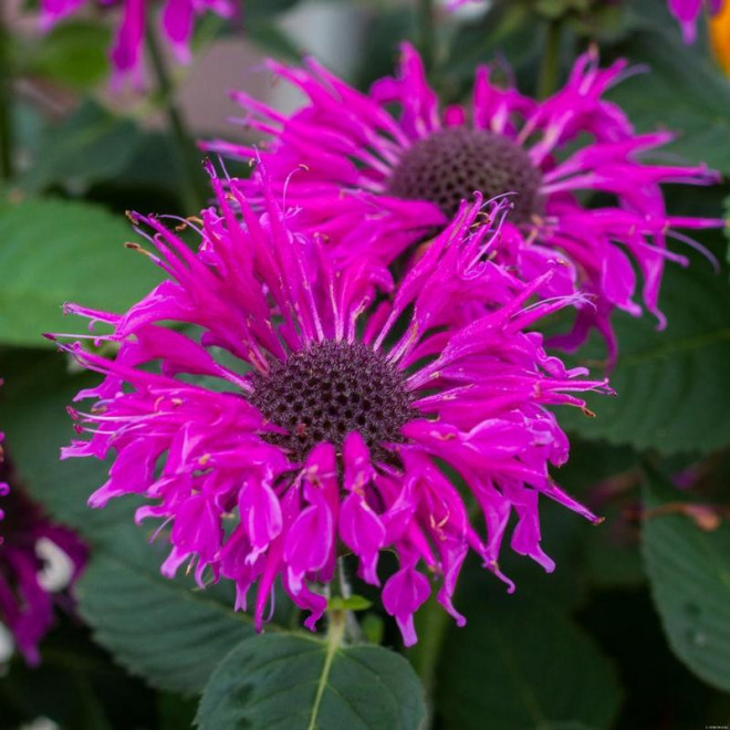 Pysznogłówka Bee Pretty Monarda