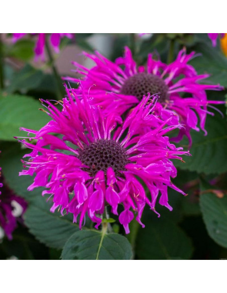 Pysznogłówka Bee Pretty Monarda
