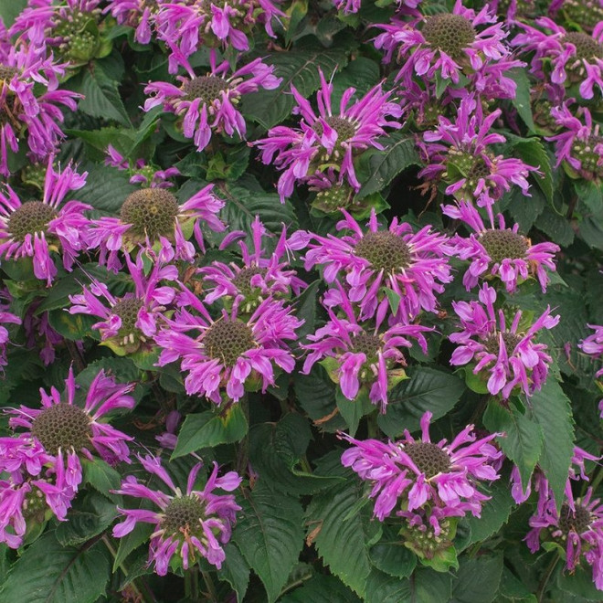 Bee Pretty Pysznogłówka Monarda