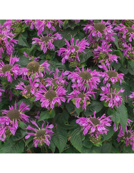 Bee Pretty Pysznogłówka Monarda