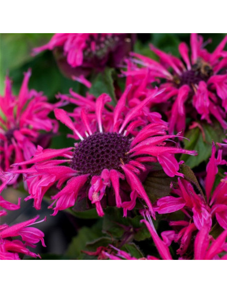 Pysznogłówka Bee Merry Monarda