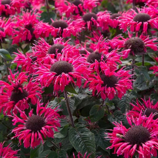 Pysznogłówka Bee Merry Monarda 2