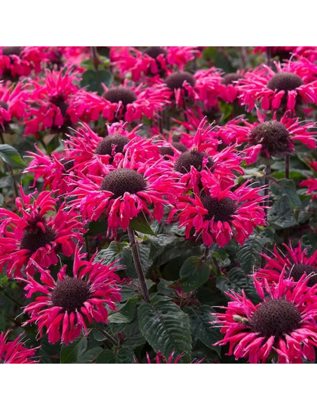 Bee Merry Pysznogłówka Monarda