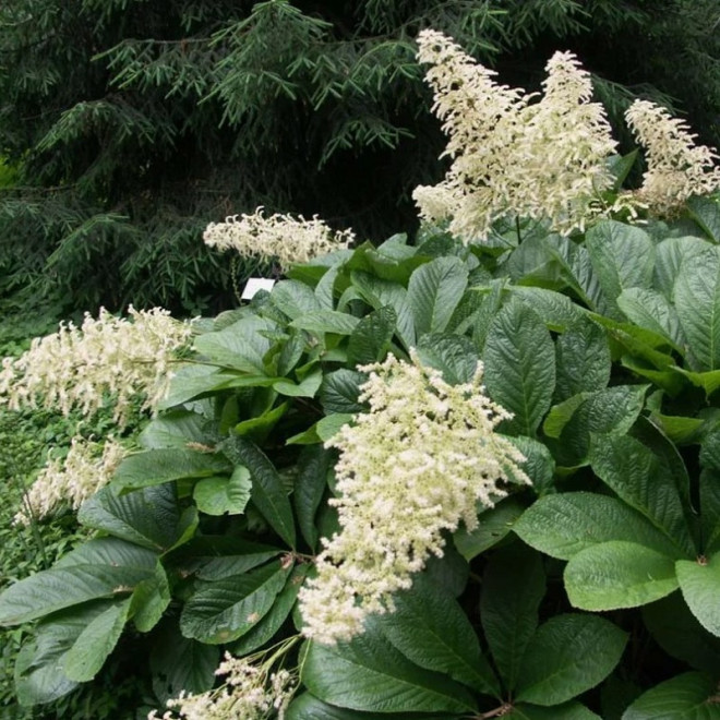 Rodgersja pierzasta Alba Rodgersia pinnata