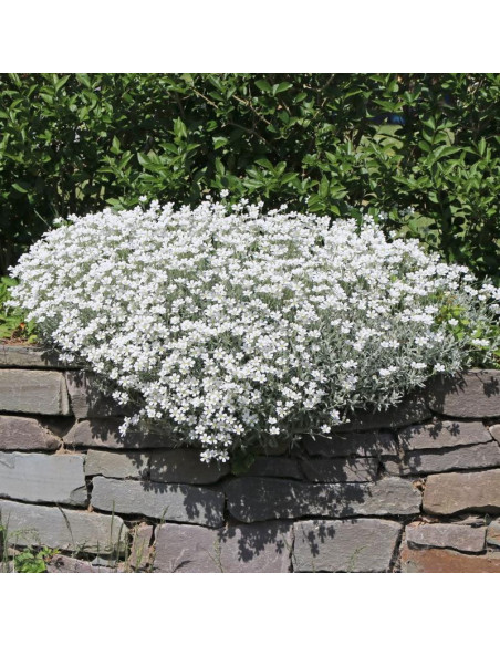 Rogownica kutnerowata Cerastium tomentosum