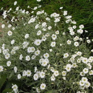 Rogownica kutnerowata Cerastium tomentosum 2