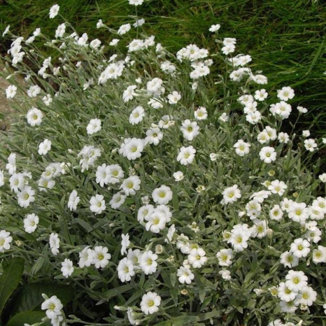 Cerastium tomentosum Rogownica kutnerowata