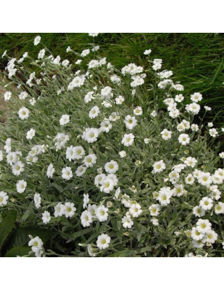 Cerastium tomentosum Rogownica kutnerowata