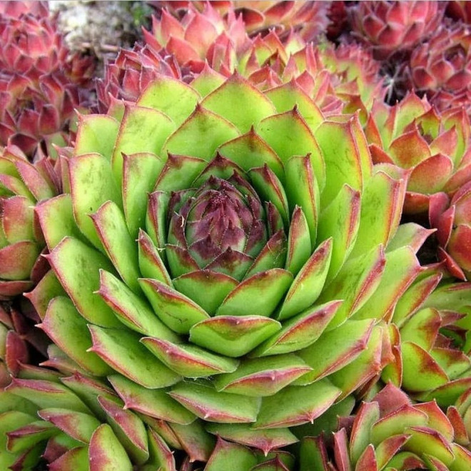 Rojnik Rubicundum Sempervivum