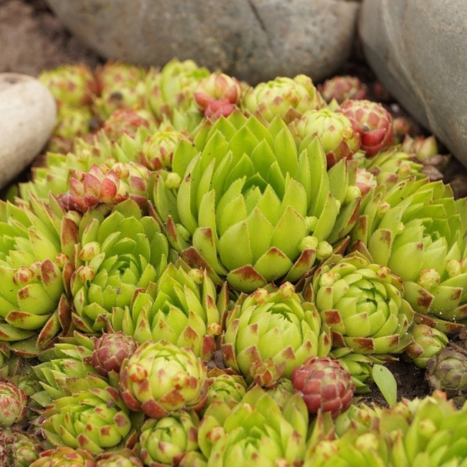 Rojnik Sabat Sempervivum