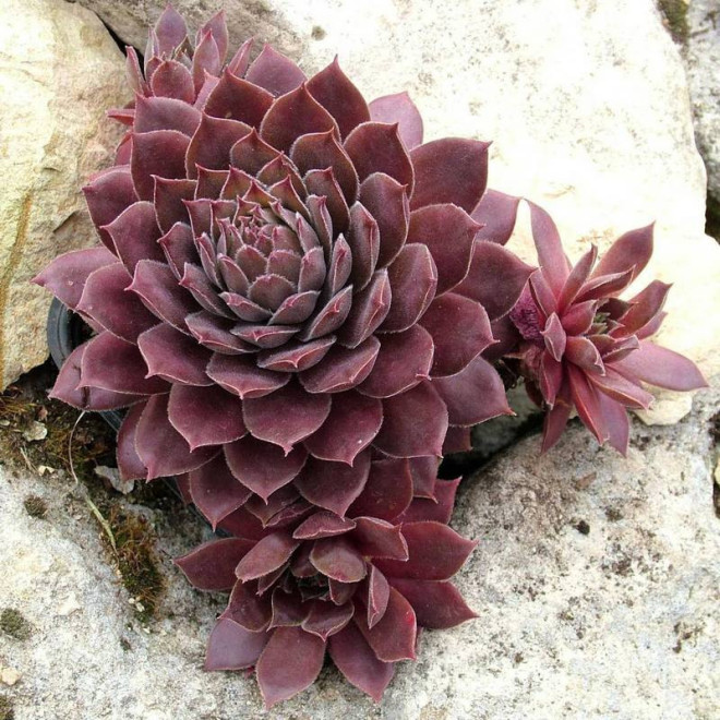 Rojnik Shadow Sempervivum