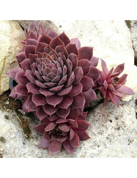 Rojnik Shadow Sempervivum