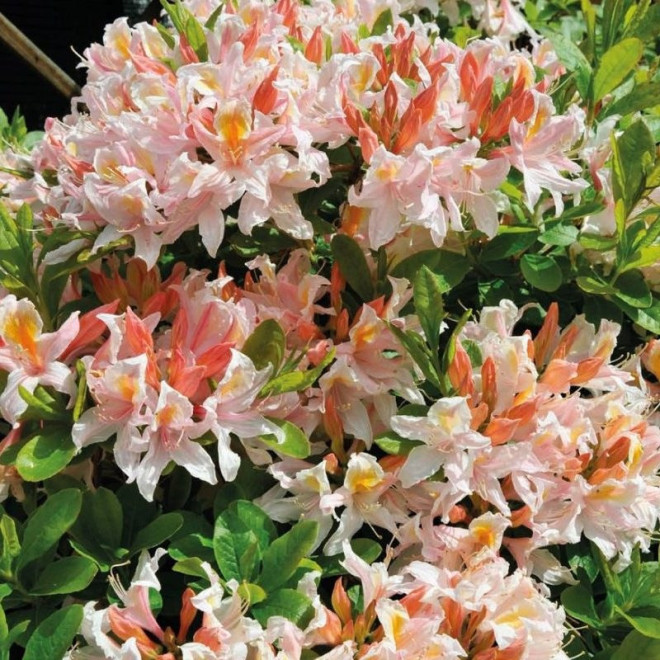 Azalia wielkokwiatowa Canon’s Double (Knaphill) Rhododendron