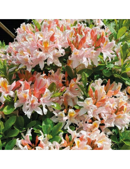 Azalia wielkokwiatowa Canon’s Double (Knaphill) Rhododendron