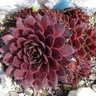 Rojnik Shadow Sempervivum 2