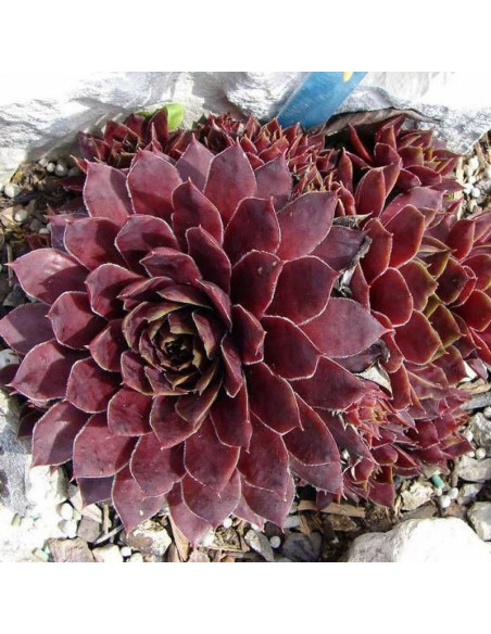 Shadow Rojnik Sempervivum