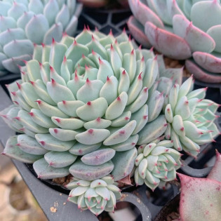 Rojnik Blue Star Sempervivum