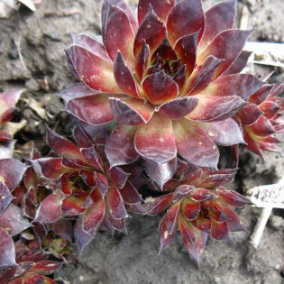 Bronco Rojnik Sempervivum 2