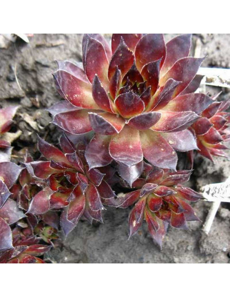 Rojnik Bronco Sempervivum