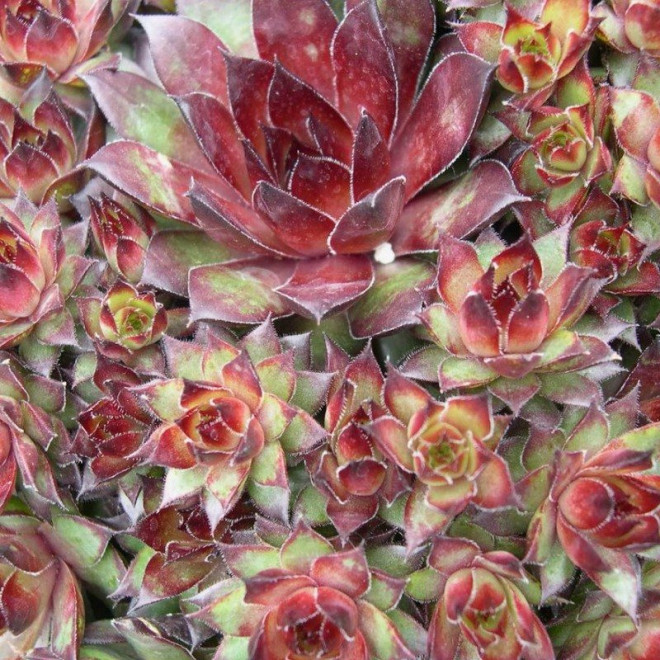 Bronco Rojnik Sempervivum