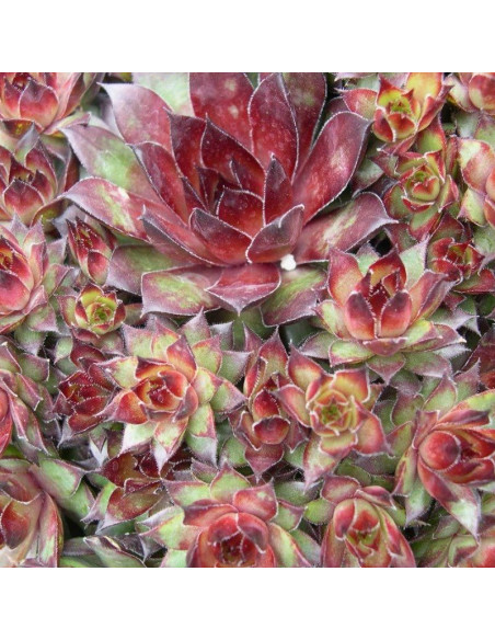 Bronco Rojnik Sempervivum