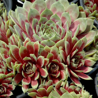 Rojnik Commander Hay Sempervivum